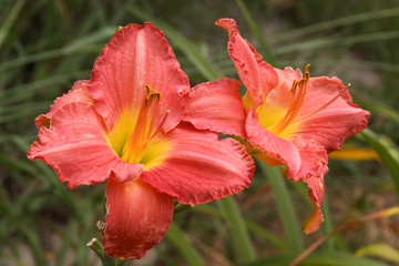 daylily duo