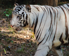 white bengal tiger