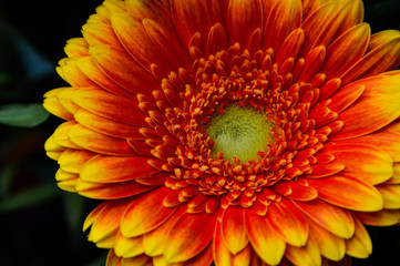 Flower Bouquet from the Garden, Munich, Germany