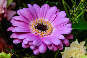 Flower Bouquet from the Garden, Munich, Germany