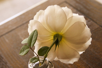 rose bud in vase