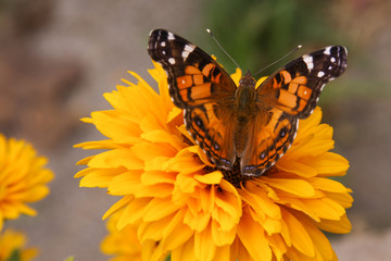 yellow flower butterfly