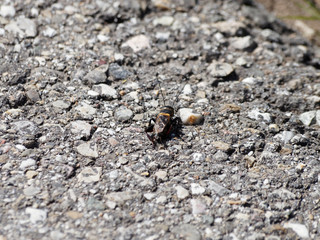 Acheta domestica - Le grillon domestique