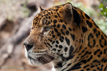 Fototapeta na wymiar Leopard looks in front of him