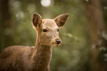 Deer in the grounds of Tōdai-ji and Nara City, Japan.