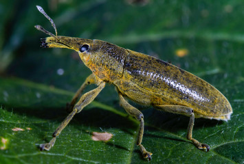 long nosed yellow weevils