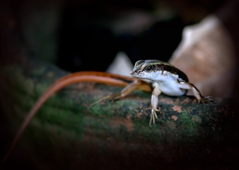 The Miniature red tailed dragon family