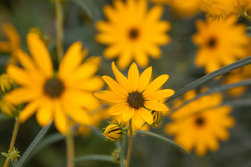 Helianthus sunflower
