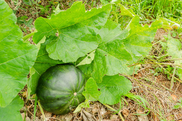 Brilliant Sunlight On Pumpkin