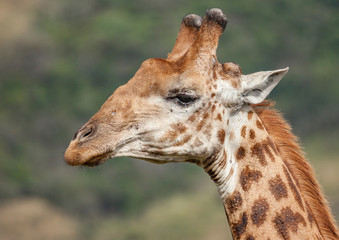 giraffe in the south African Savannah
