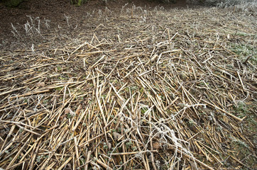 Dry dead reed stalks background