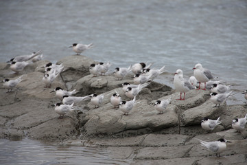 flock of storm tern resting on a beach in New Zealand during their long flight from the artic to the antarctic