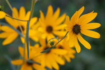 helianthus sunflower stem