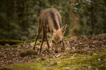 Deer in the grounds of Tōdai-ji and Nara City, Japan.