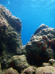 Fototapeta na wymiar underwater landscape 