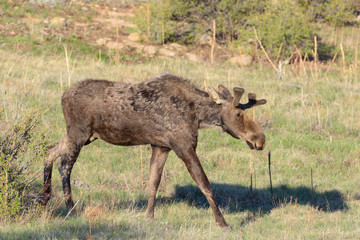 Shiras Moose in the Rocky Mountains of Colorado