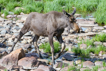 Shiras Moose in the Rocky Mountains of Colorado