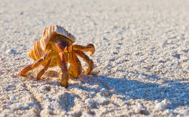 Hermit crab, so called coconut crab, carrying her new house at the beach of Makemo atoll, Tuamotus...