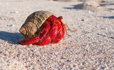 Hermit crab, so called coconut crab, carrying her new house at the beach of Makemo atoll, Tuamotus archipelago, French Polynesia,France