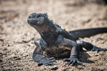 iguana, endemic reptile on the Galapagos Islands, Ecuador , pacific