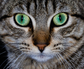 Naklejka na ściany i meble Feral cat with stunning green eyes