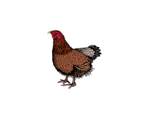 Hen or chicken drawn with rough lines in vintage woodcut or etching style. Colored poultry bird isolated on white background. Vector illustration for farm market logo.