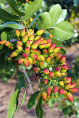 Aegina island Pistachio Tree