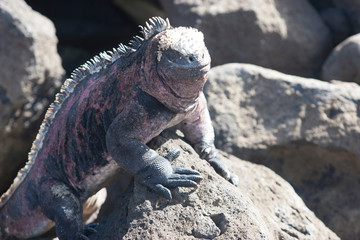 iguana, endemic reptile on the Galapagos Islands, Ecuador , pacific