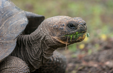Obraz premium giant turtle on Galapagos Island Mindelo