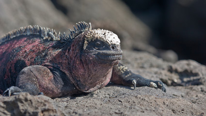 iguana, endemic reptile on the Galapagos Islands, Ecuador , pacific