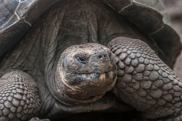 giant turtle on Galapagos Island Mindelo
