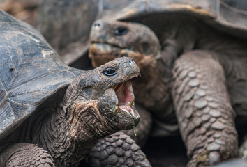giant turtle on Galapagos Island Mindelo