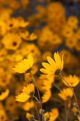 helianthus sunflower group