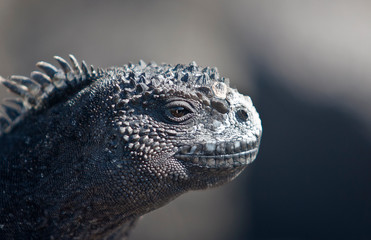 Fototapeta premium iguana, endemic reptile on the Galapagos Islands, Ecuador , pacific