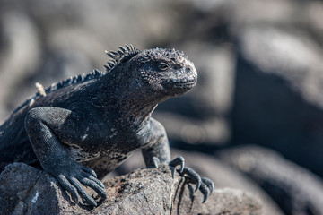 iguana, endemic reptile on the Galapagos Islands, Ecuador , pacific