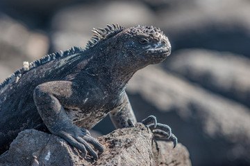 iguana, endemic reptile on the Galapagos Islands, Ecuador , pacific