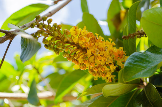 Bunch of Hogberry Blossoms