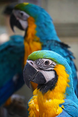 Blue and Yellow Macaw Parrots