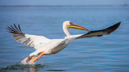 pink Pelicans in Walfish Bay Namibia
