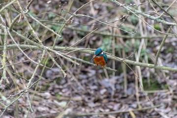 Kingfisher (Alcedo atthis) hunting fish in the perched on winter tree branches. Early signs of spring with some branches having tree buds