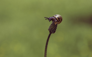 Snail on a flower