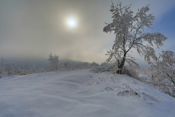 snow trees at sunset, winter sun on a hill, white winter landscape
