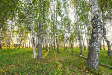 Fototapeta premium birch grove at sunset