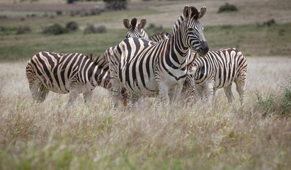 Fototapeta na wymiar Zebra herd in the south african savannah