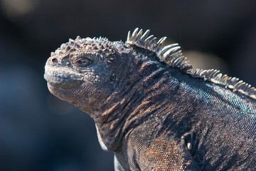 iguana, endemic reptile on the Galapagos Islands, Ecuador , pacific
