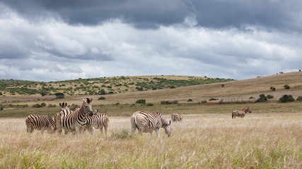 Zebra herd in the south african savannah