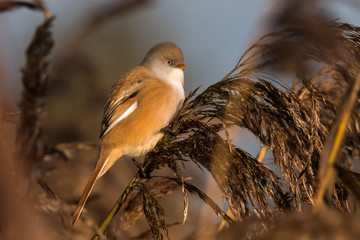 Bearded tit, Panurus biarmicus russicus in germany