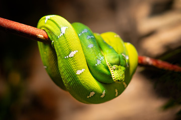 Green Python Snake
