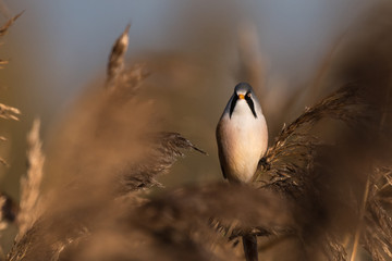 Bearded tit, Panurus biarmicus russicus in germany