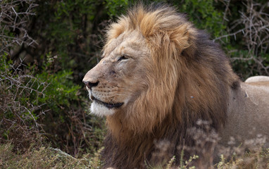 male lion in umfolozi National Par, South Africa